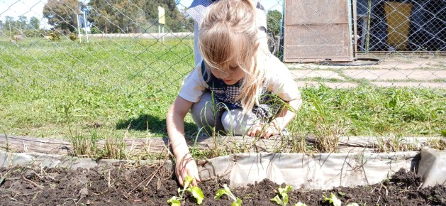 Proyecto Huerta de Nivel Inicial